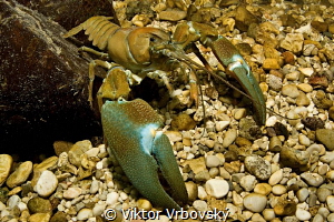 Signal Crayfish (Pacifastacus leniusculus) - an invasive ... by Viktor Vrbovský 
